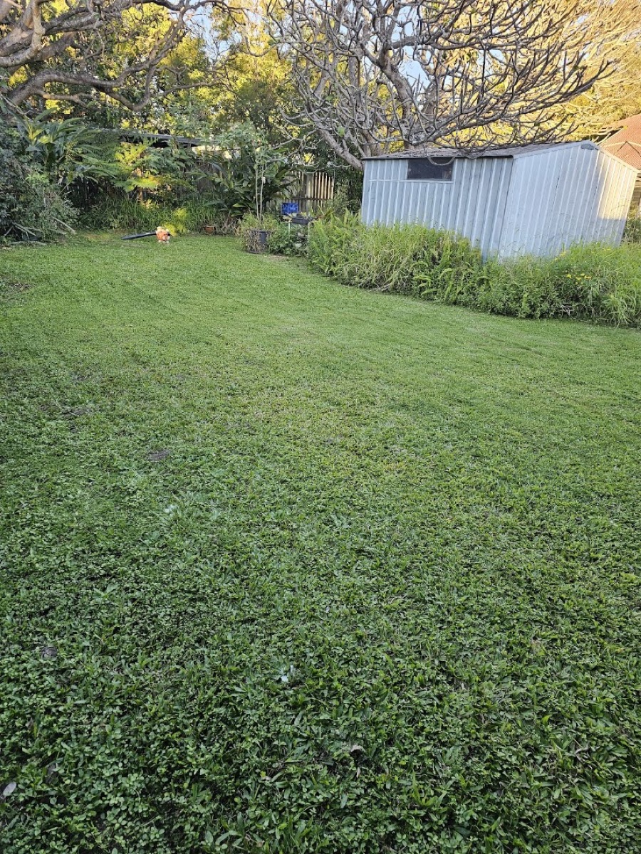 A mown backyard lawn running back to a garden bed and a shed