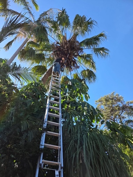 A ladder extended into the crown of a tall palm